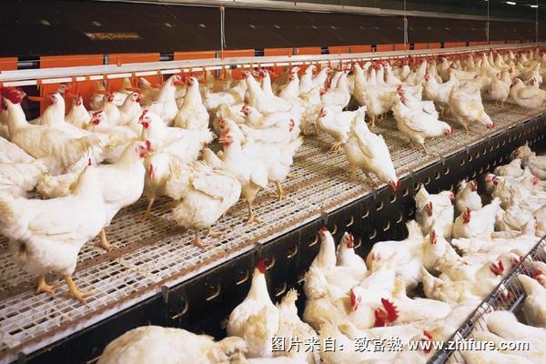 白羽肉雞價格行情與走勢