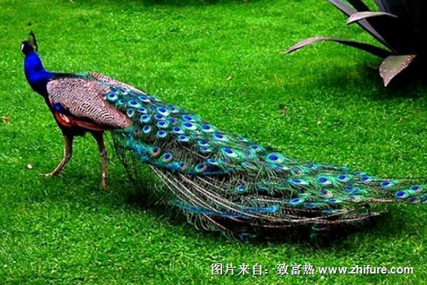 綠孔雀和藍孔雀的區別是什么？