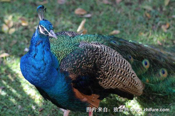 藍孔雀圖片大全