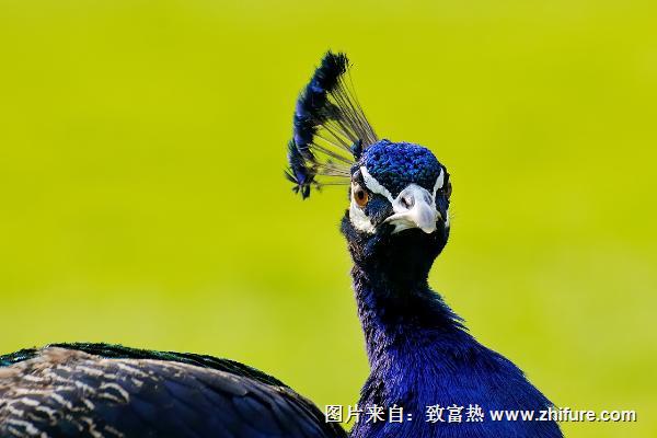 成年藍孔雀多少錢一只？