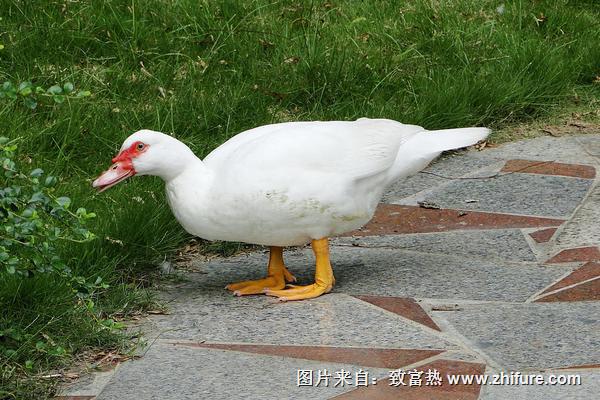 香鶉雁種苗價格多少錢一只？