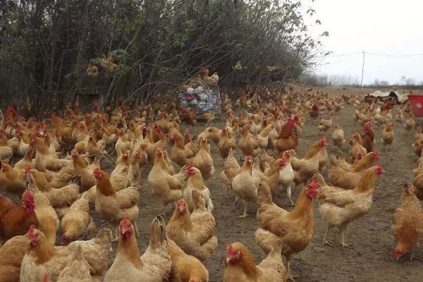 適合散養的蛋雞品種有哪些?