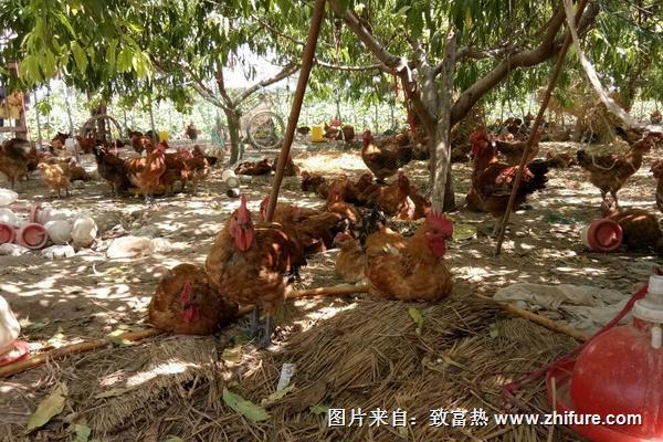 適合散養(yǎng)的蛋雞品種有哪些？