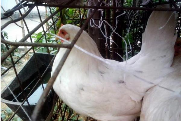 適合散養的蛋雞品種有哪些?