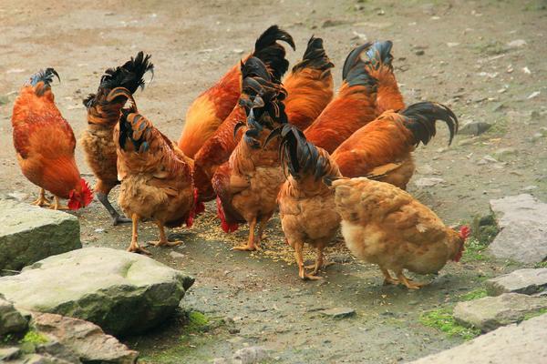 適合散養的蛋雞品種有哪些?