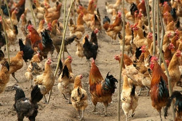 適合散養的蛋雞品種有哪些?