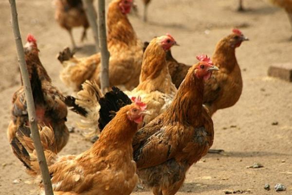 適合散養的蛋雞品種有哪些?