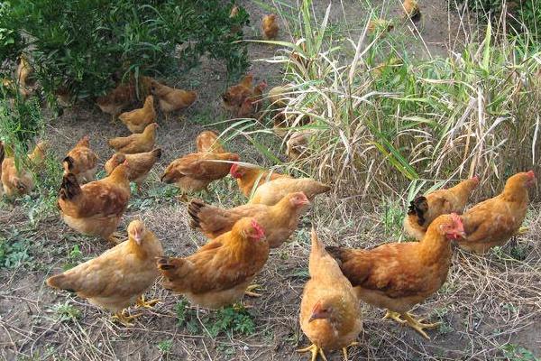 適合散養的蛋雞品種有哪些?