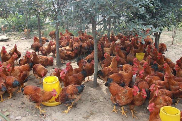 適合散養的蛋雞品種有哪些?