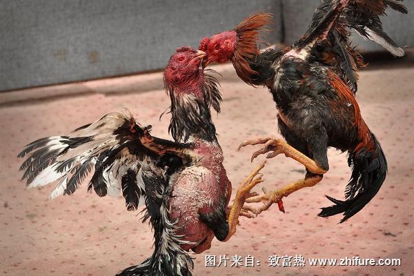 怎么養(yǎng)斗雞?