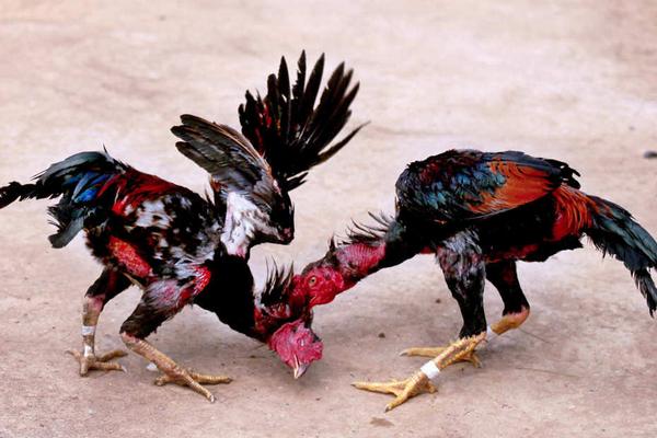 怎么養(yǎng)斗雞?