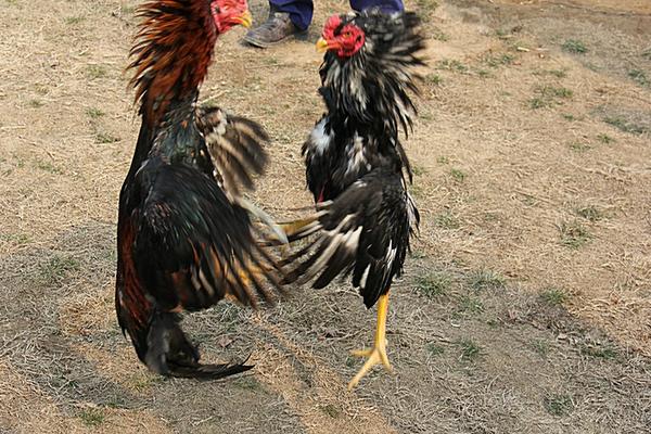 怎么養(yǎng)斗雞?