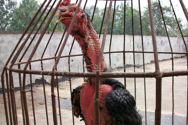 怎么養(yǎng)斗雞?