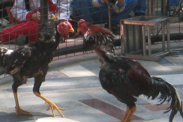 怎么養(yǎng)斗雞?