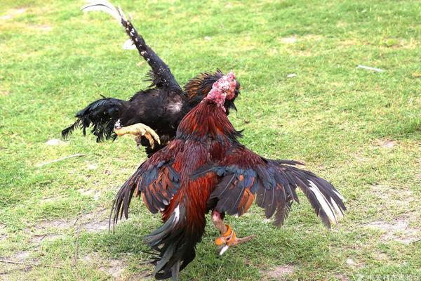 怎么養(yǎng)斗雞?