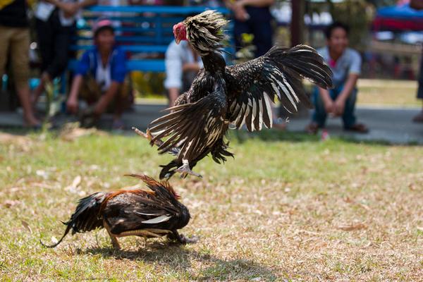 怎么養(yǎng)斗雞?