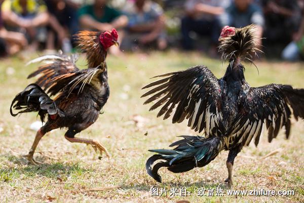 斗雞雞苗價格多少錢一只?