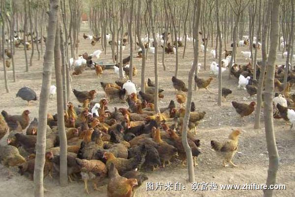 散養(yǎng)蛋雞500只利潤有多少？