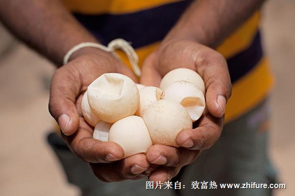 烏龜?shù)暗臓I養(yǎng)價值