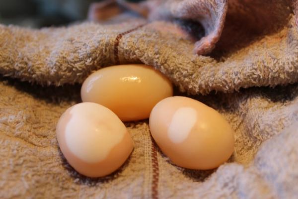 烏龜蛋的營養價值