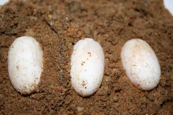 烏龜蛋的營養價值