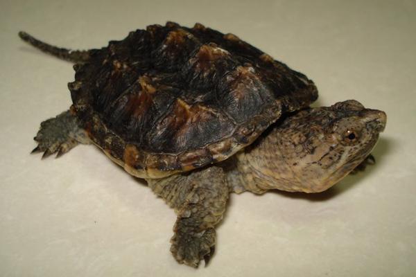 烏龜蛋的營養價值