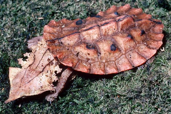 烏龜蛋的營養價值
