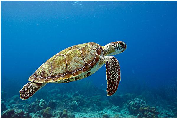 烏龜蛋的營養價值