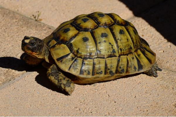烏龜蛋的營養價值
