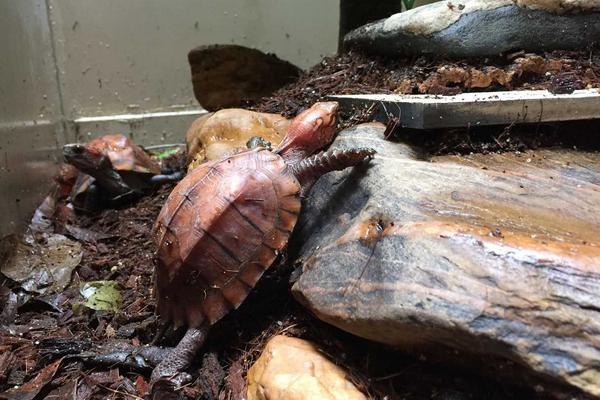 烏龜蛋的營養價值