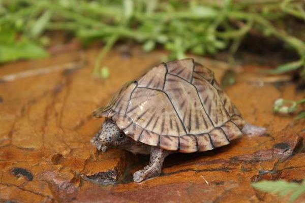 烏龜蛋的營養價值