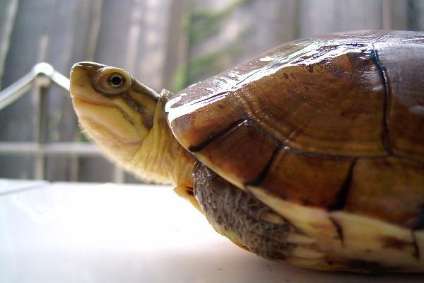 烏龜蛋的營養價值