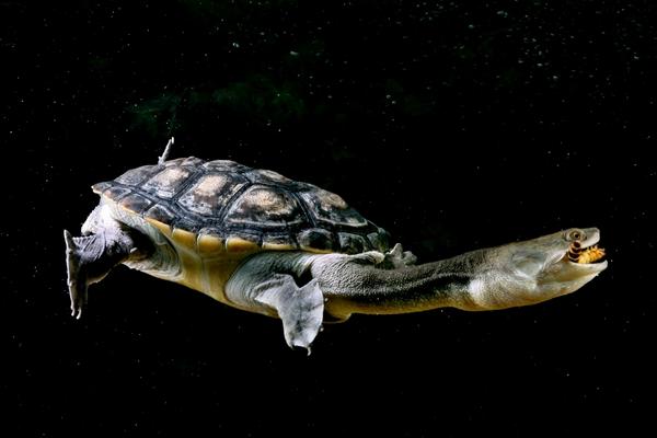 烏龜蛋的營養價值