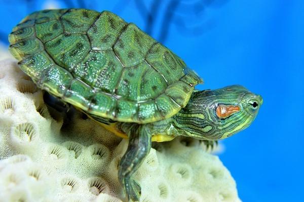 烏龜蛋的營養價值