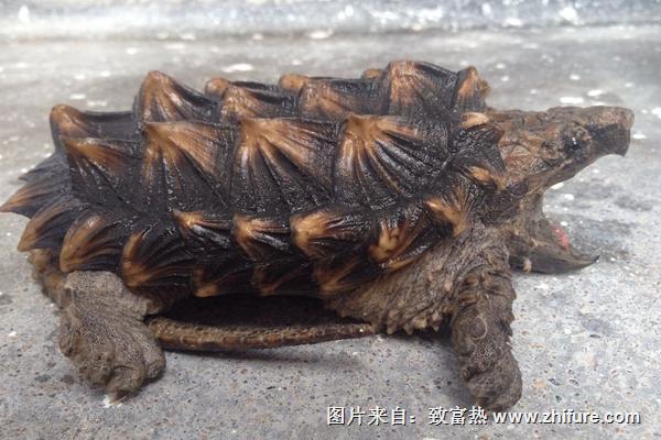 烏龜蛋的營養價值