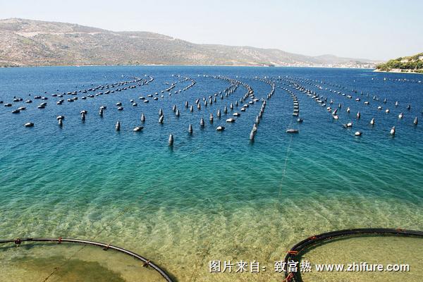 2018養魚子賺錢嗎？養魚的利潤與投資成本及前景預測