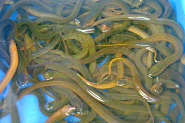 2018養黃鱔賺錢嗎？黃鱔養殖的利潤與投資成本及前景預測