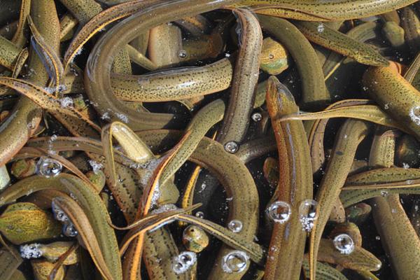 2018養黃鱔賺錢嗎？黃鱔養殖的利潤與投資成本及前景預測