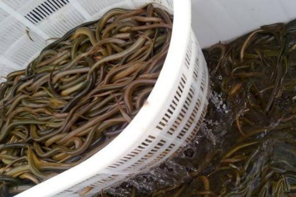 2018養黃鱔賺錢嗎？黃鱔養殖的利潤與投資成本及前景預測