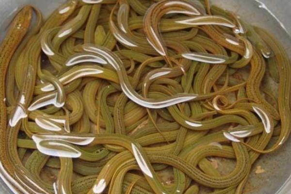 2018養黃鱔賺錢嗎？黃鱔養殖的利潤與投資成本及前景預測