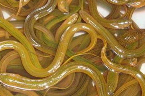 2018養黃鱔賺錢嗎？黃鱔養殖的利潤與投資成本及前景預測