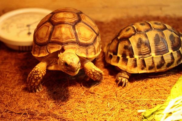 養(yǎng)烏龜有什么說法和講究?