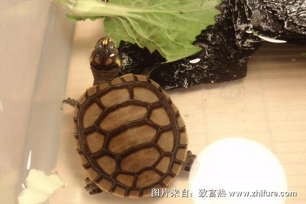 養(yǎng)烏龜有什么說法和講究？