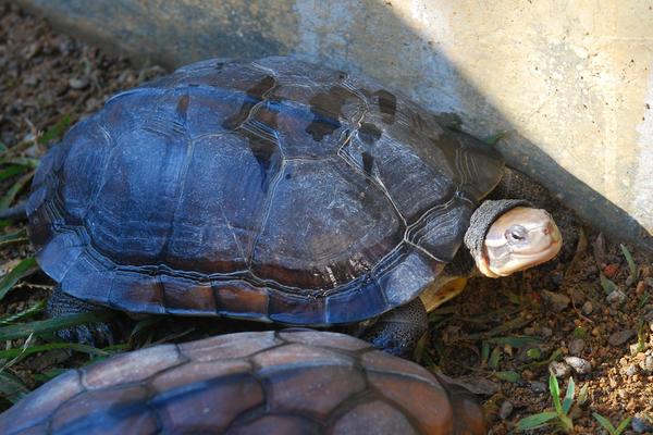 養(yǎng)烏龜有什么說法和講究?