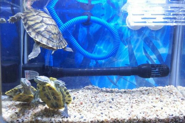 養(yǎng)烏龜有什么說法和講究?