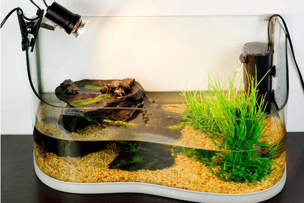 養(yǎng)烏龜有什么說法和講究?