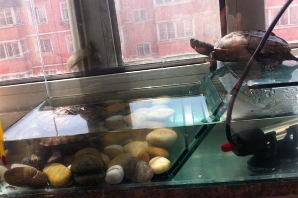 養(yǎng)烏龜有什么說法和講究?