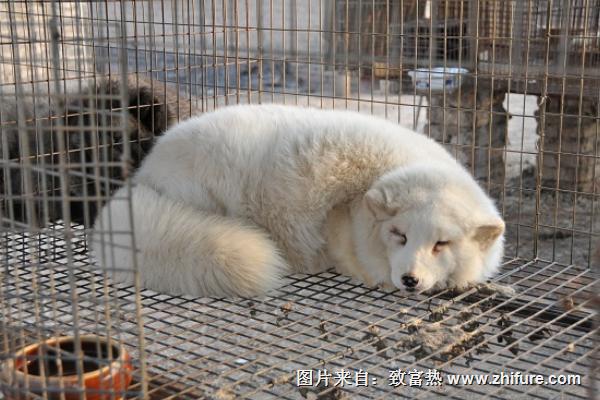 2018養狐貍賺錢嗎？狐貍養殖的利潤與投資成本及前景預測