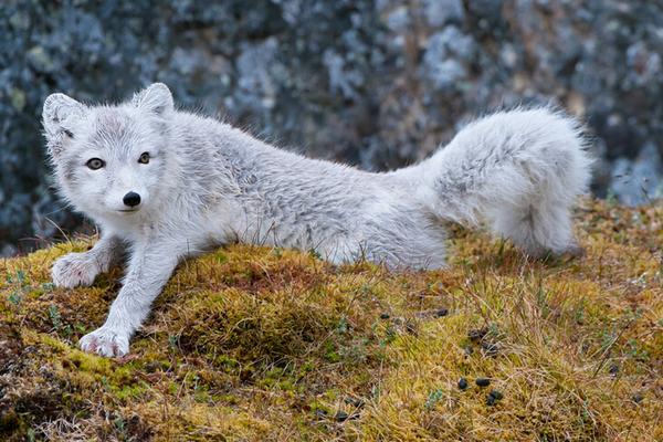 2018養狐貍賺錢嗎？狐貍養殖的利潤與投資成本及前景預測