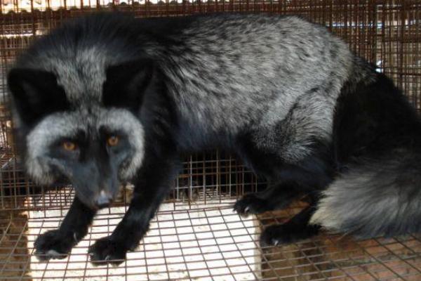 2018養狐貍賺錢嗎？狐貍養殖的利潤與投資成本及前景預測